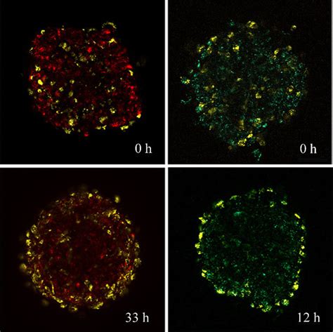 Time Evolution Of Cell Sorting In Multicellular Aggregates Aggregates