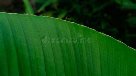 Folhas De Bananas Organizadas Naturalmente Textura De Fundo Verde Da