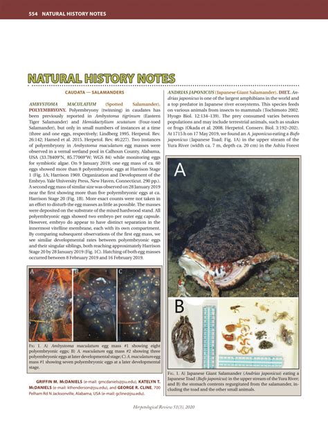 Pdf Rheohyla Miotympanum Small Eared Treefrog Predation