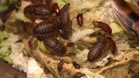 Group Cockroaches Different Species Big Small Stock Footage Video (100% ...