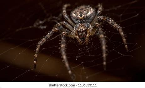 Spider Araneus Diadematus Web Stock Photo 1186333111 | Shutterstock