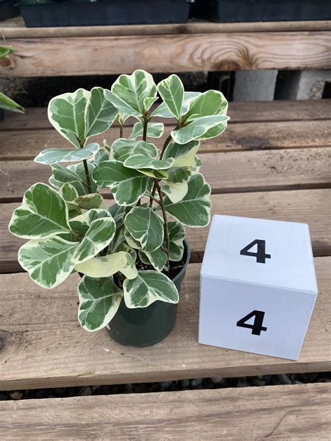 4" Ficus Triangularis, Variegated - Cal Greenhouses