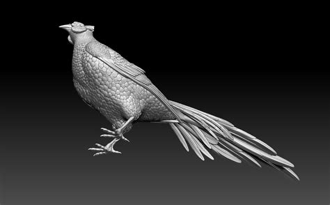 ArtStation - pheasant bird | Resources