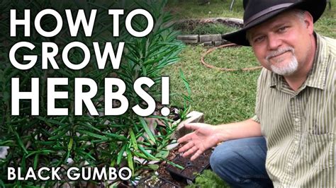 How To Grow HERBS Black Gumbo YouTube