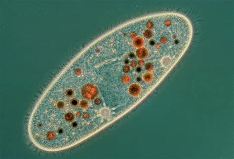 Lm Of The Ciliate Protozoan Paramecium Sp By Science Photo Library