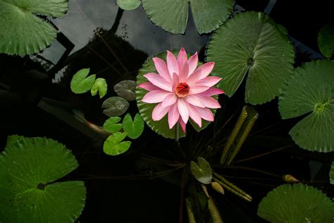 Free stock photo of Water Lilies