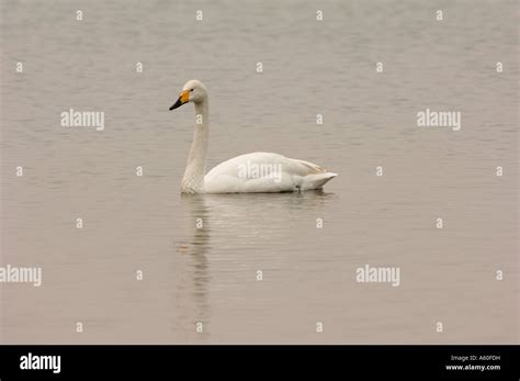 Bewicks Swan Also Known As Tundra Swan Latin Cygnus Columbianus Stock