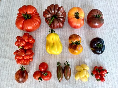 About 1/3 of the tomato varieties I'm growing this year. Names in the ...