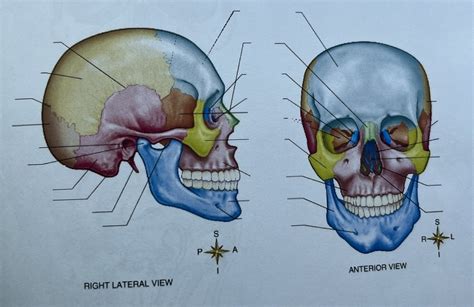 Anterior Skull Diagram Quizlet