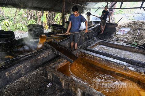 Proses Produksi Gula Merah Rumahan Foto Tribunnews