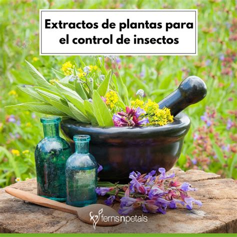 Extractos De Plantas Para El Control De Insectos Plaga Agro Madel S A