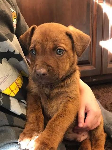 Free Puppy For Adoption Near Me Pets Lovers