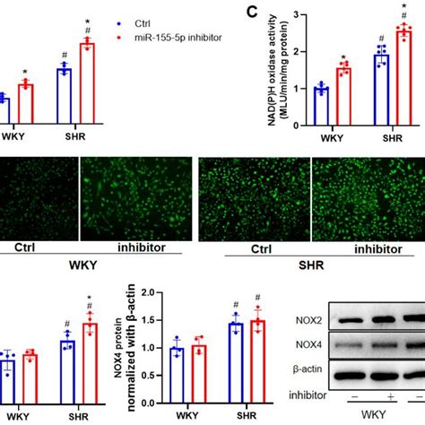 Effects Of MiR 155 5p Inhibitors On Oxidative Stress In VSMCs From WKYs