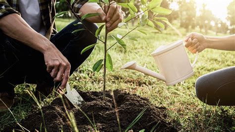 Now Is The Best Time To Plant Trees Garden Style San Antonio