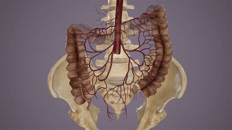 Artère mésentérique anatomie rôle symptômes de l infarctus