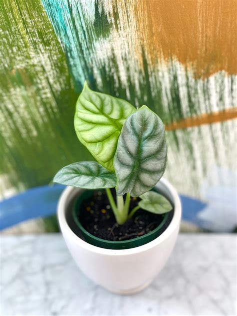 *Rare* Alocasia Silver Dragon — The Tender Gardener
