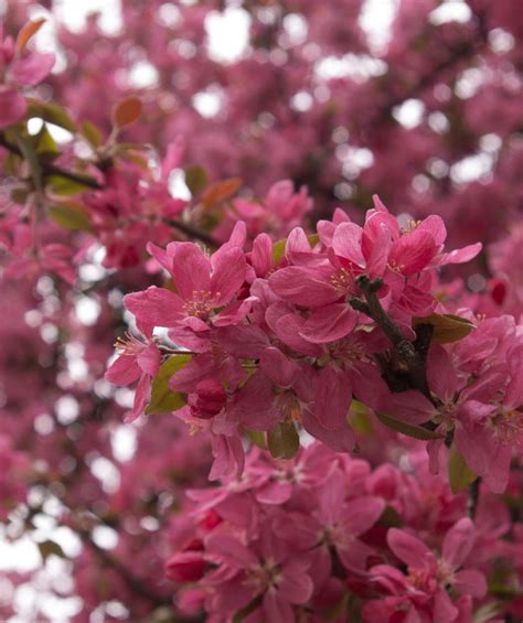 Purple Prince Flowering Crabapple Bower And Branch