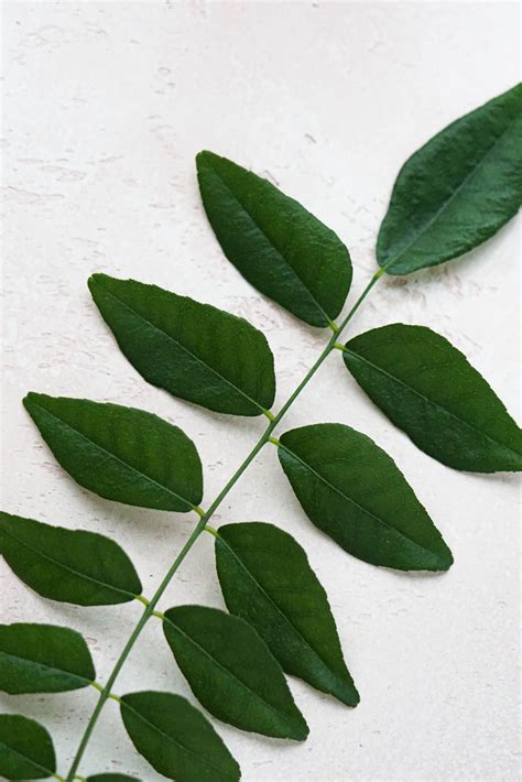 Curry Leaf Plant