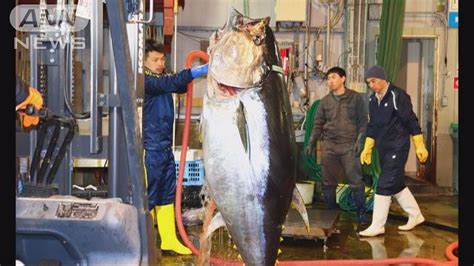 「一本釣りで釣れた」大間の本マグロに3億3360万円