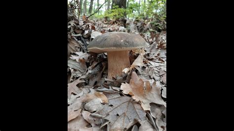 Porcini Settembre Il Lato Est Del Vesuvio Parte Youtube