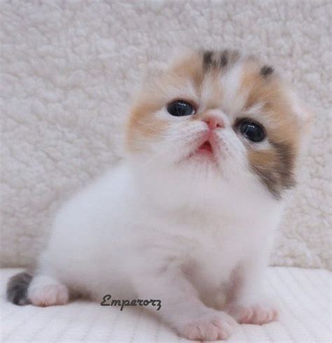 Persian Cat Baby - Pets Lovers