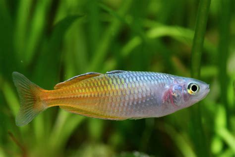 Roter Boesemani Regenbogenfisch Melanotaenia Boesemani