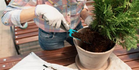 How Close Should Leyland Cypress Plant Spacing Be? - EmbraceGardening