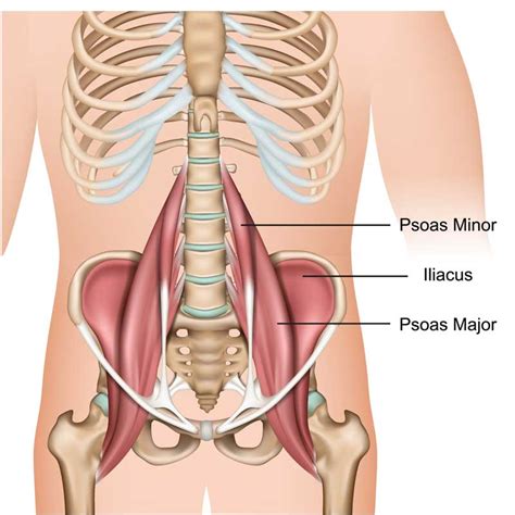 Iliopsoas Anatomy Origins Insertions Actions Innervation The