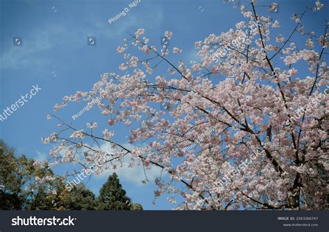 Weeping Cherry Blossom Kyoto Japan Annual Stock Photo 2263266747 ...