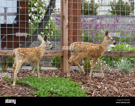 Two Young Black tailed Deer Fawns Stock Photo - Alamy