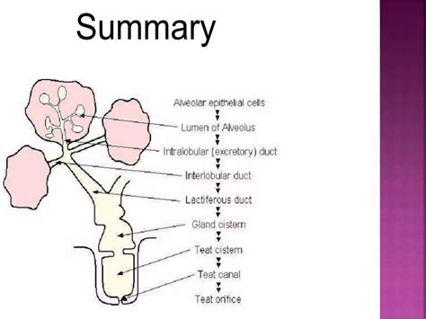 Anatomy Of Udder In Goat Ppt