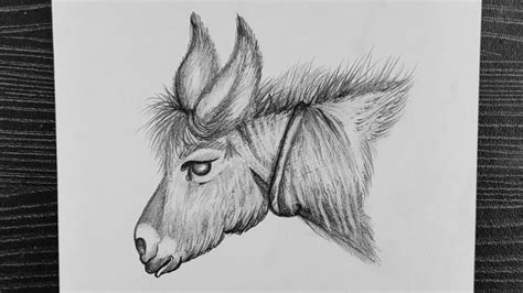 Donkey Drawing