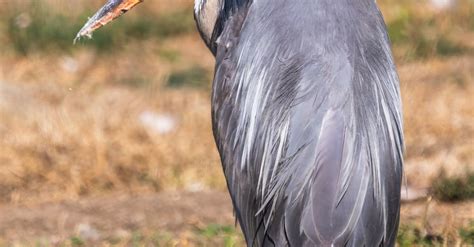 Close-up of Great Blue Heron · Free Stock Photo