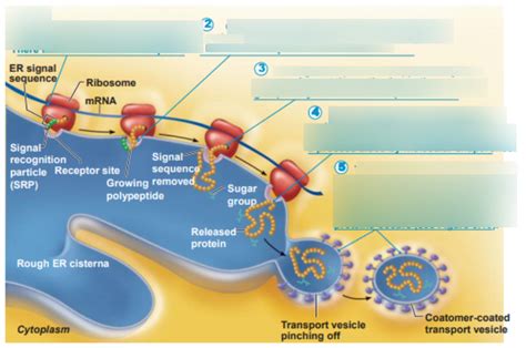 Protein Processing by Rough ER Diagram Diagram | Quizlet