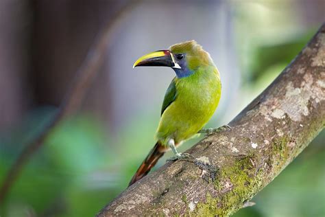 Costa Rica S Most Beautiful Birds Worldatlas