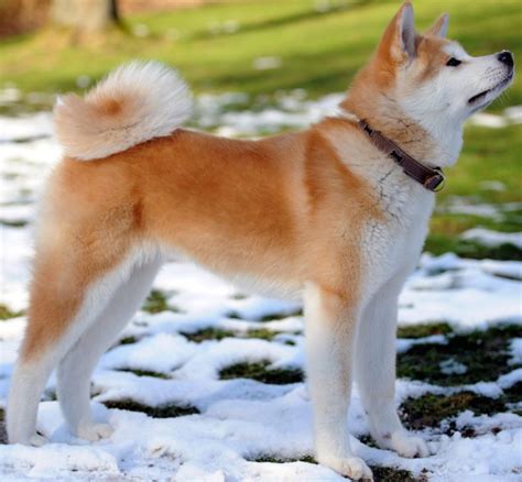 12 Between Akita And Shiba Inu With Pictures Viva Differences