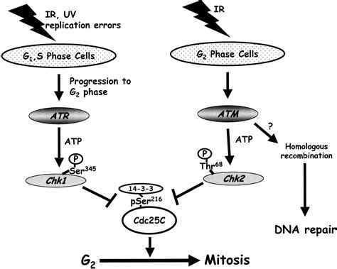 Cell Cycle Checkpoint Signaling Through The Atm And Atr Kinases