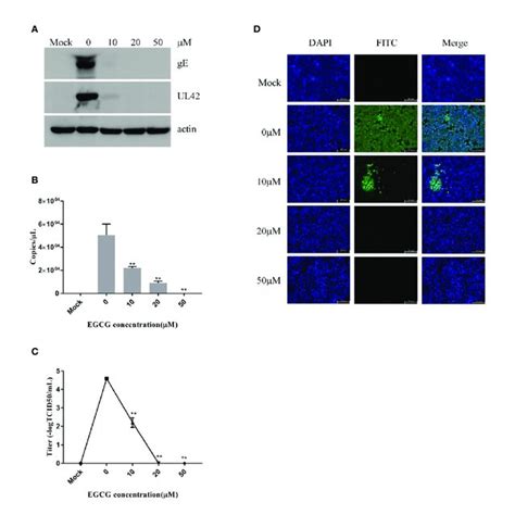 Epigallocatechin 3 Gallate Egcg Inhibited Pseudorabies Virus