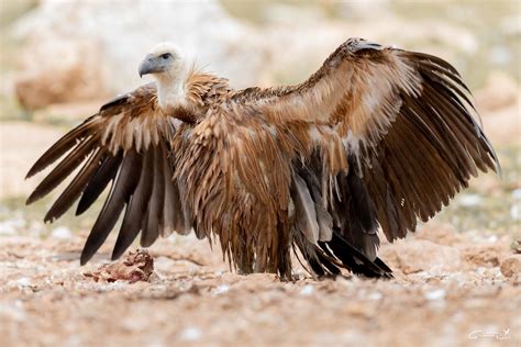 Vautour Fauve Gyps Fulvus Griffon Vulture Serra De Bou Flickr