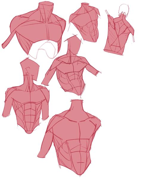 How To Draw Male Torso