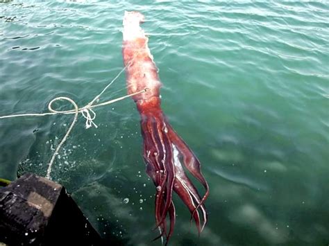 Giant Squid – "OCEAN TREASURES" Memorial Library