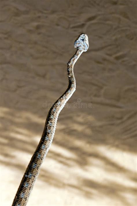 Poisonous Rattlesnake With Triangular Head Stock Image Image Of