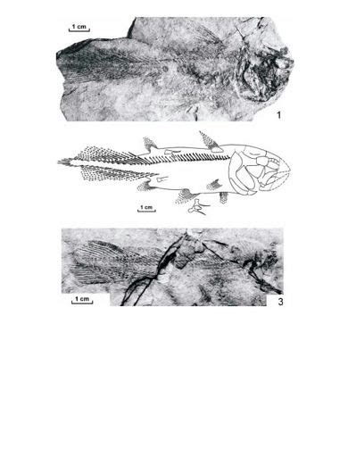 Sinocoelacanthus Wiki De La Prehistoria Amino Paleontolog A Amino