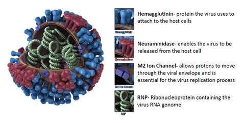 Influenza a Virus Subtype H1n1 - BrooksteMcconnell