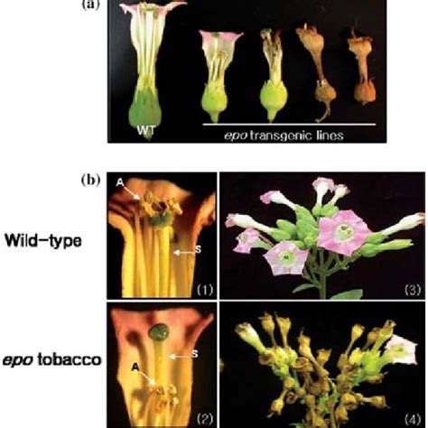 Western Blot Analysis Of Transgenic Tobacco Plants Twenty Micrograms Download Scientific