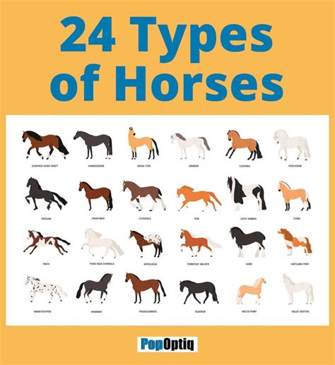 24 Types of Horses (Chart and Anatomy Illustration) | Types of horses ...