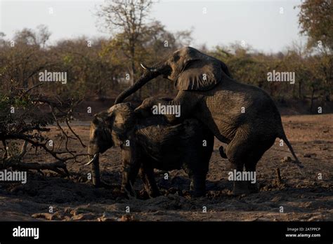 Elephants Mating In The Wilderness Of Africa Stock Photo Alamy