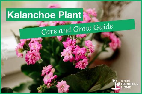 Kalanchoe Plant Care And Growing Guide - Smart Garden And Home
