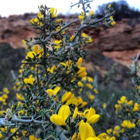 Flowering Thorny Bushes