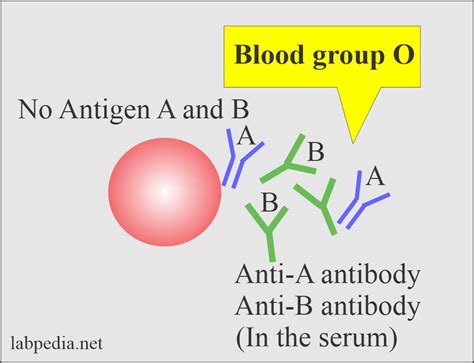 Blood Banking Part 1 Blood Groups Abo And Rh System Blood Grouping